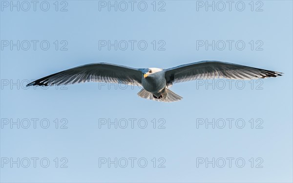 European Herring Gull