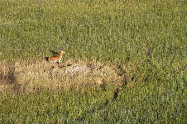 Lechwe