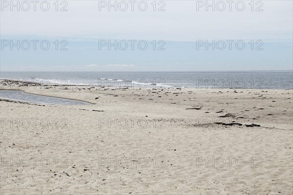 Coastal Landscape, Meadow Beach, Cape Cod, Atlantic Sea, Massachusetts, USA, North America