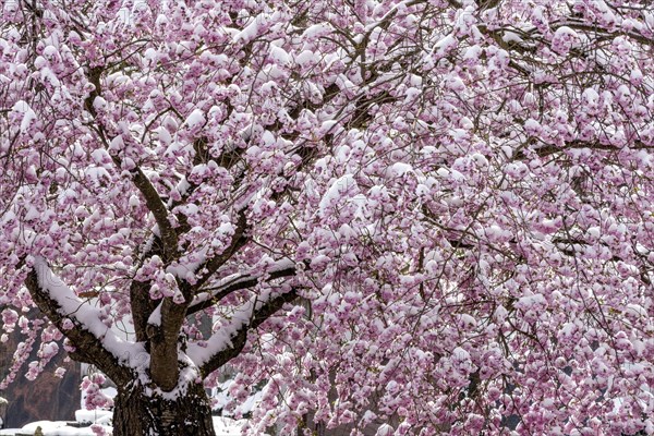 Flowering apple tree