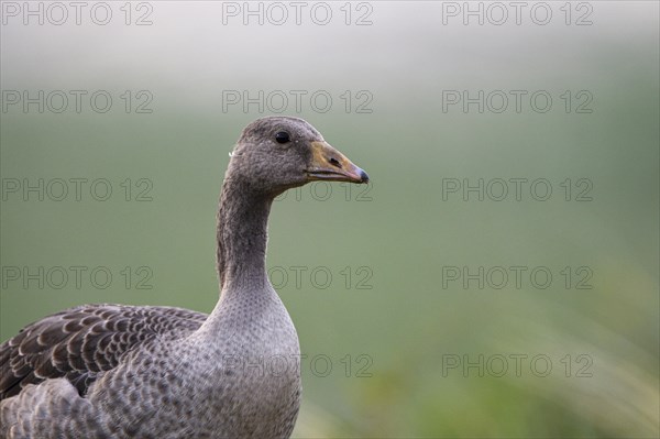 Greylag Goose