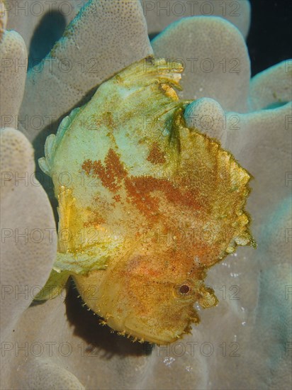 Yellow leaf scorpionfish