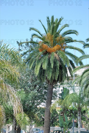 Date palm