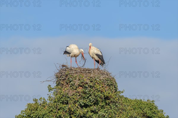 Pair of white stork