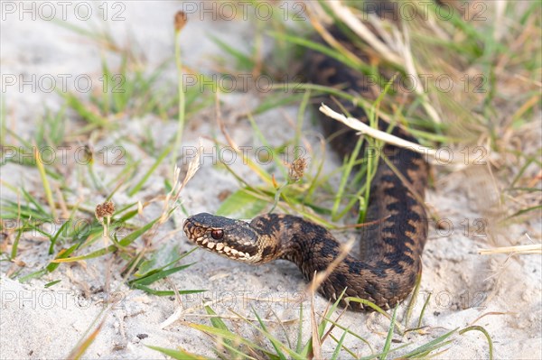 Common european viper