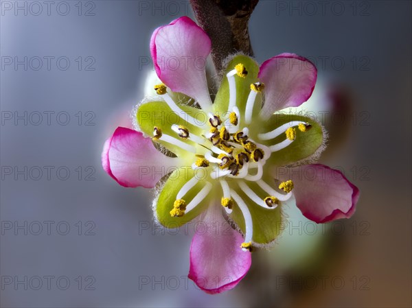 Peach blossom