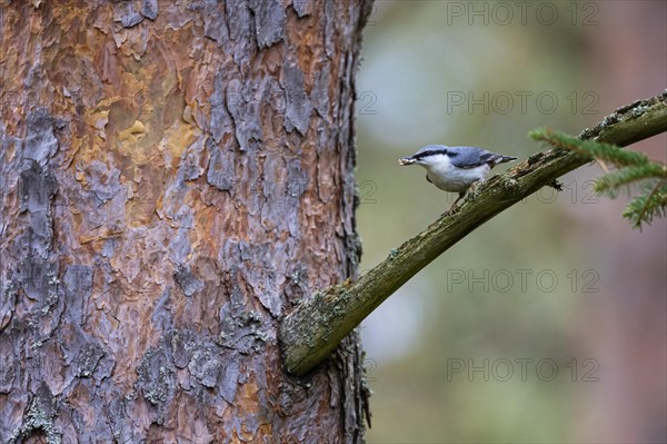 Northern eurasian nuthatch