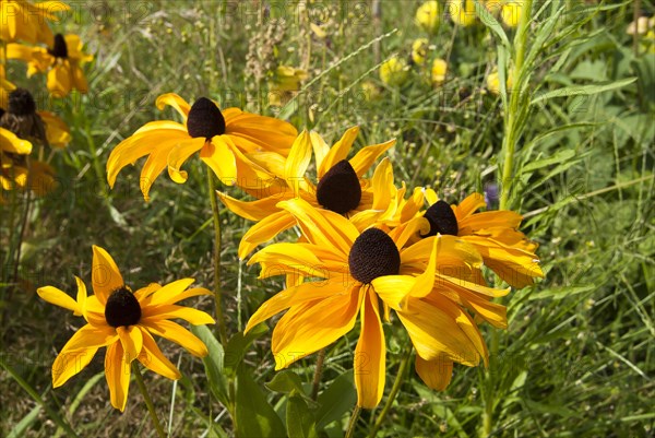 (Echinacea) paradoxa in inflorescence, North Rhine-Westphalia, Germany, Europe