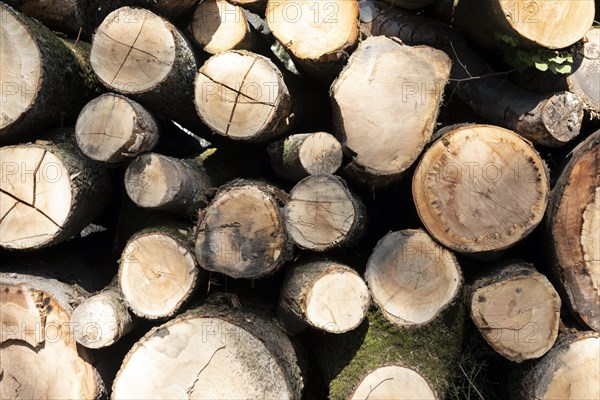 Tree trunks with the sign: Attention wood piles, do not enter, danger to life