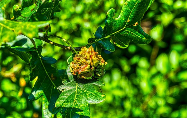 Red knobber gall of the knobber gall wasp