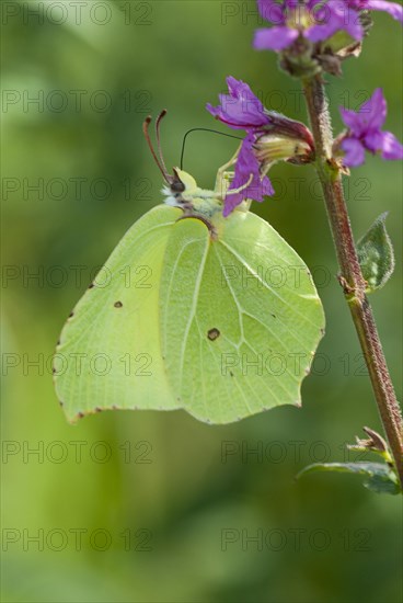 Lemon butterfly