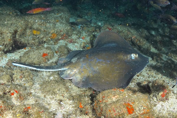 Blue stingray