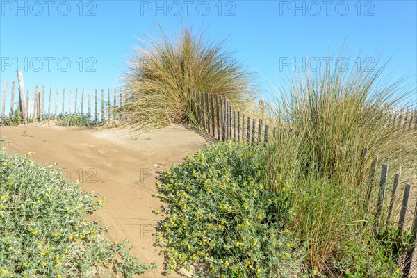 Protection of the sand dunes in the Camargue, Espiguette beach. Le Grau du Roi, Provence-Alpes-Cote dAzur, France, Europe