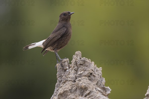 Black Wheatear