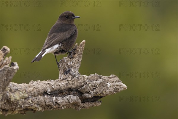 Black Wheatear