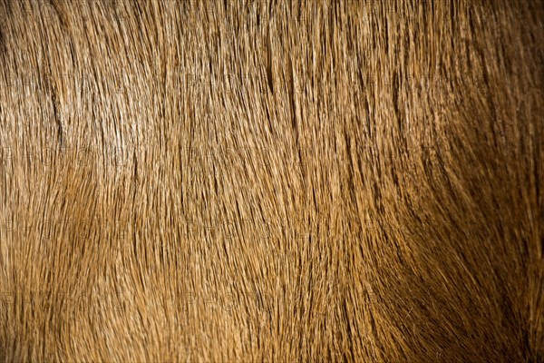 Decorative animal fur as a background texture