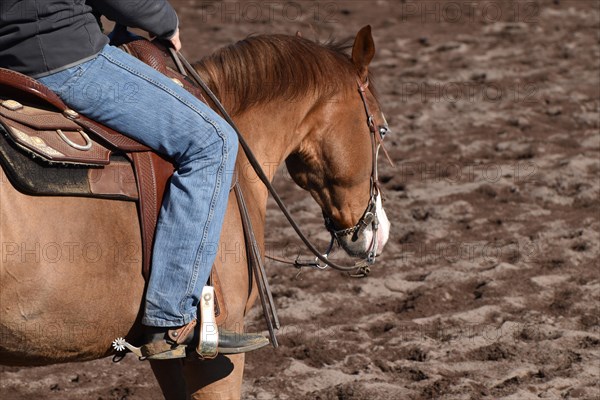 Close-up of the head and neck with headstall and reins of a western horse of the breed American Quarter Horse during training in the riding arena in late winter, chestnut coloured horse with large mark on the head and one blue eye, Rhineland-Palatinate, Germany, Europe