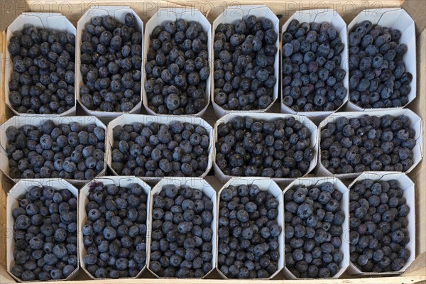 Baubeeren, european blueberry