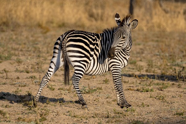Plains Zebra of the subspecies crawshay's zebra