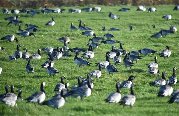 Canada geese