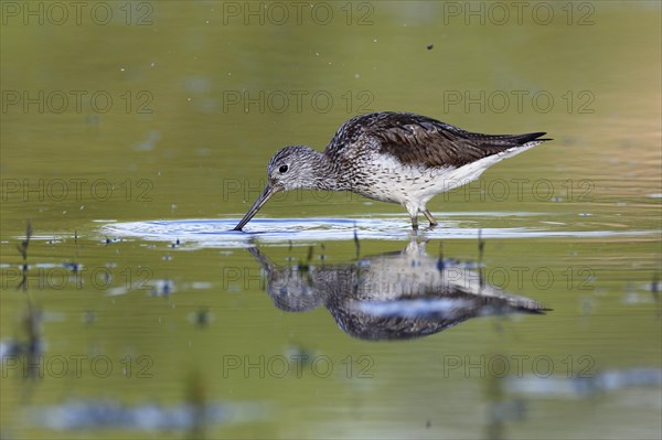 Common greenshank