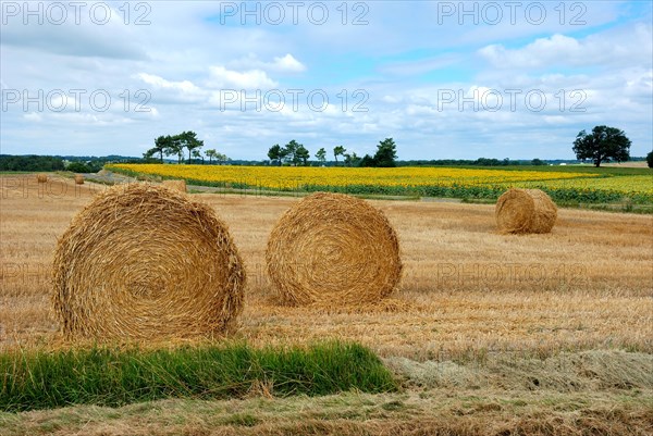 Round straw bales in harvested fields