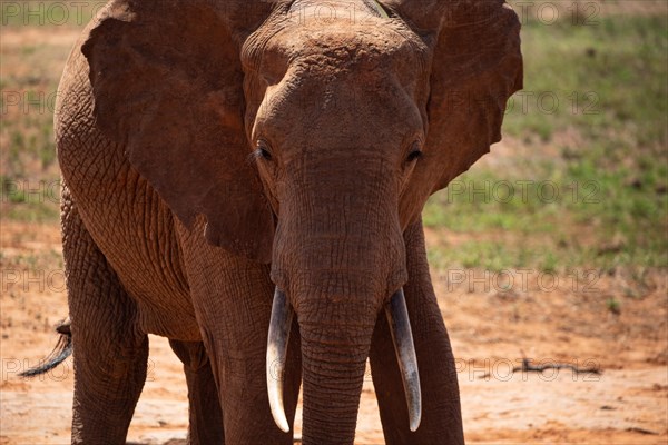 An elephant at the waterhole in the savannah of East Africa, red elephants in Tsavo West National Park, Kenya, Africa