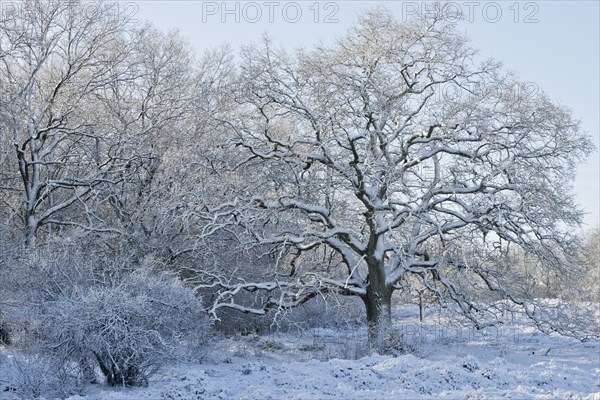 English oaks