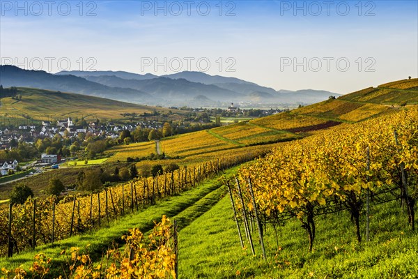 Village and autumn coloured vineyards, sunrise, Pfaffenweiler, near Freiburg im Breisgau, Markgraeflerland, Black Forest, Baden-Wuerttemberg, Germany, Europe