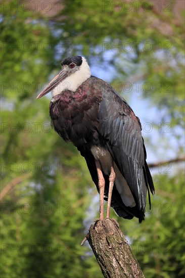 Asian Woolly-necked Stork