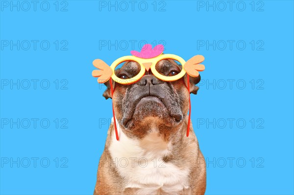 Funny French Bulldog dog wearing Easter costume chicken glasses on blue background