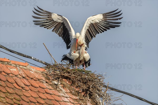 Pair of white stork