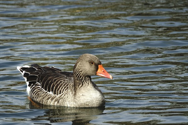 Greylag goose