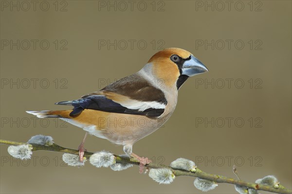 Hawfinch