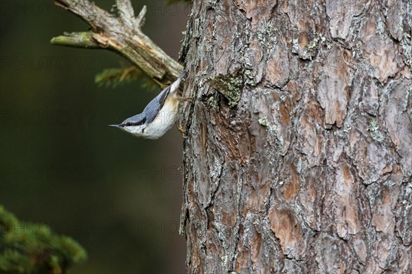 Northern eurasian nuthatch