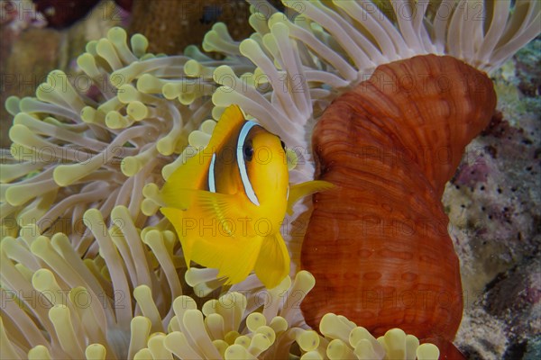 A red sea clownfish