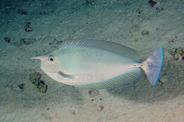 Short-nosed unicornfish