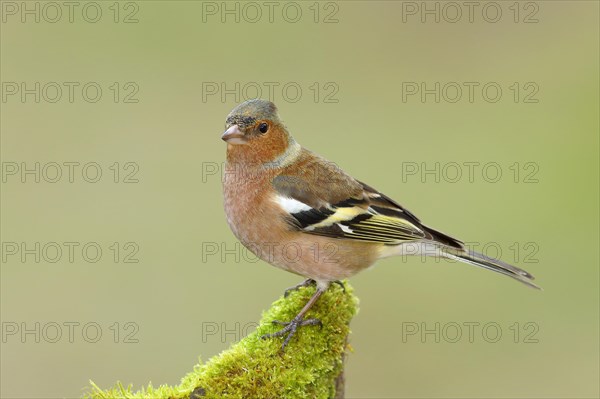 Common chaffinch