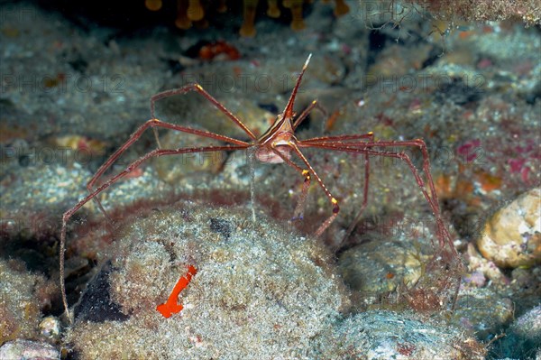 Arrow crab