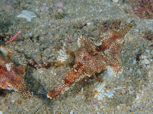A little dragonfish
