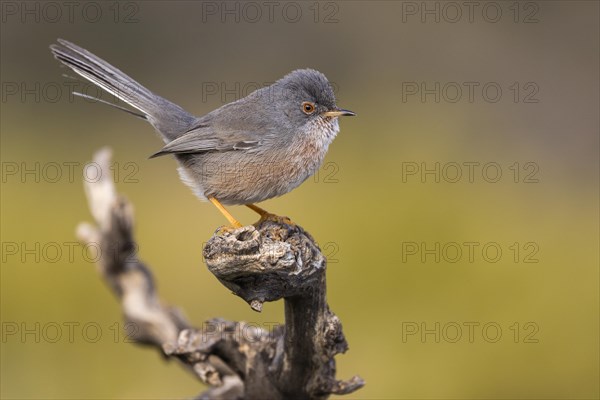 Dartford warbler