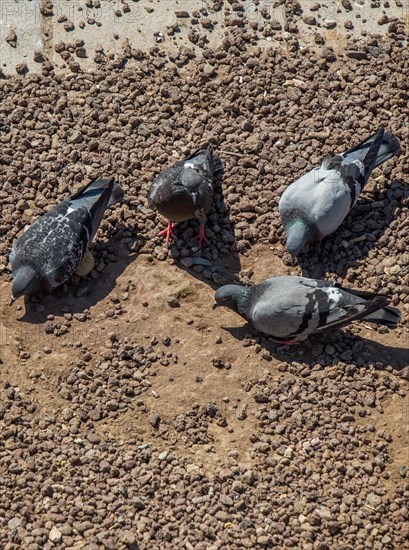 City pigeons looking for food on the ground