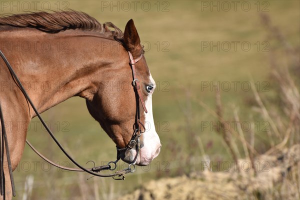 Close-up of the head and neck with headstall and reins of a western horse of the breed American Quarter Horse during training in the riding arena in late winter, chestnut coloured horse with large mark on the head and one blue eye, Rhineland-Palatinate, Germany, Europe
