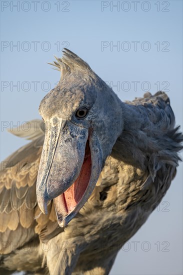 Shoebill