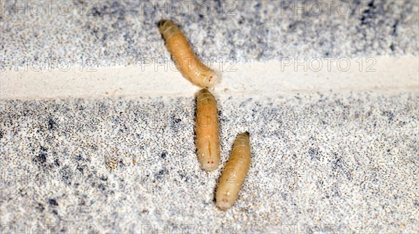 Three fly maggots on a terrace floor, Saranda, Albania, Europe