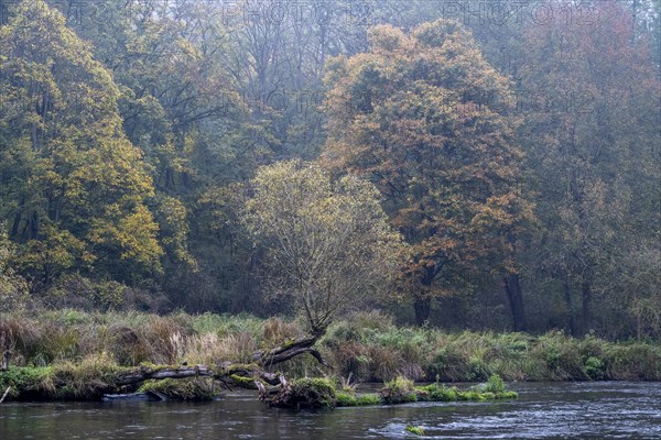 Foggy atmosphere, River Thaya in autumn, National Park Thayatal, Hardegg, Lower Austria, Austria, Europe