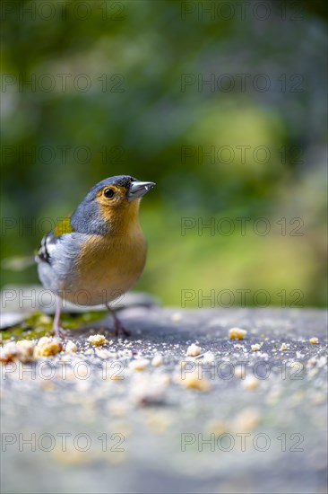 Madeiran chaffinch