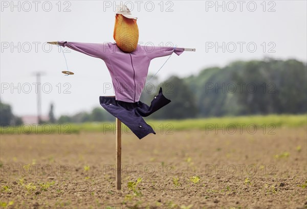 Scarecrow in a field in Breisgau, Hartheim am Rhein, Baden-Wuerttemberg, Germany, Europe