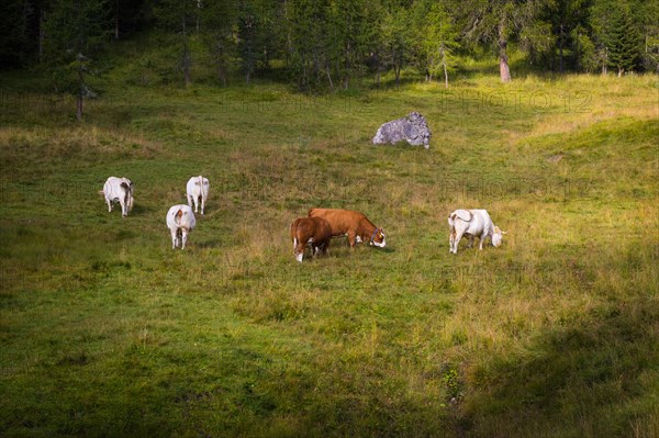 Cattle grazing on a meadow in the Dolomites. Dolomites, Italy, Dolomites, Italy, Europe