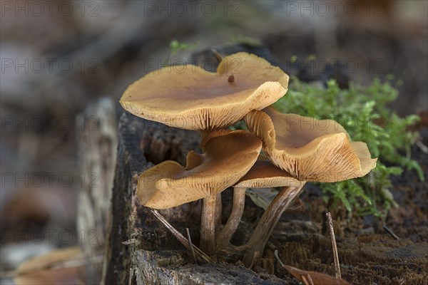 Tree fungi